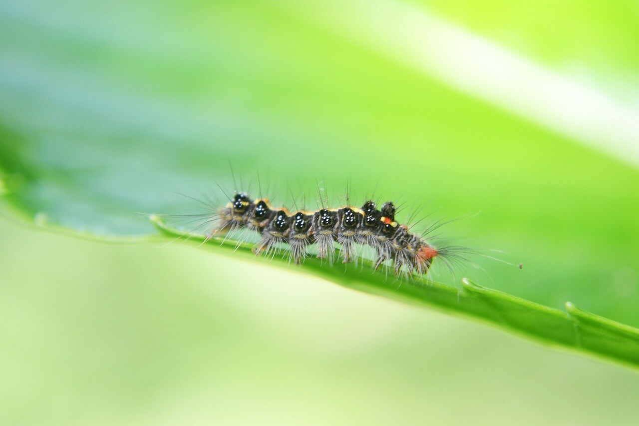 Caterpillar Pest Control