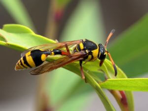 Wasp Management Ft Lauderdale